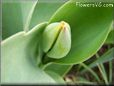 unbloomed tulip flower