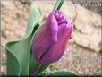 purple tulip flower