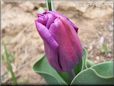 purple tulip flower