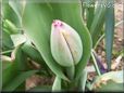 unbloomed tulip flower