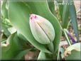 unbloomed tulip flower