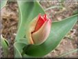 unbloomed tulip flower