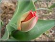 unbloomed tulip flower