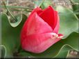 red tulip flower