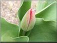 unbloomed tulip flower