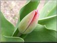 unbloomed tulip flower