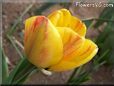 yellow pink tulip flower