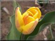 yellow pink tulip flower