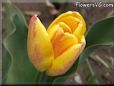 yellow pink tulip flower