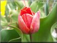 red tulip flower