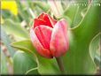 red tulip flower