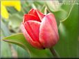 red tulip flower