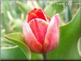 red tulip flower