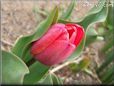 unbloomed tulip flower