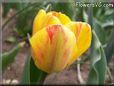 yellow pink tulip flower