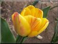 yellow pink tulip flower