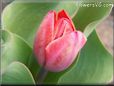 red tulip flower