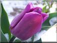 winter purple tulip flower