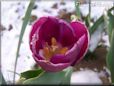 snow purple tulip flower