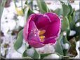 purple tulip flower