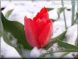 winter red tulip flower
