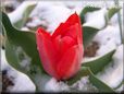 snow red tulip flower