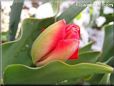 red tulip flower
