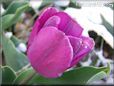purple tulip flower