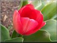 red tulip flower