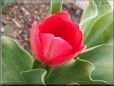 red tulip flower