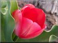 red tulip flower