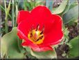 red yellow tulip flower