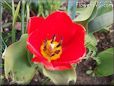 red yellow tulip flower