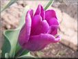 purple tulip flower