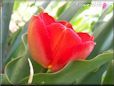 red tulip flower