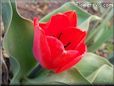 red tulip flower