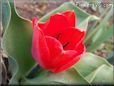 red tulip flower