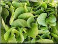 leaf lettuce