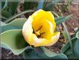 yellow tulip flower