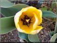 yellow tulip flower