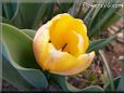 yellow tulip flower