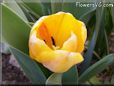 yellow tulip flower