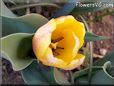 yellow tulip flower