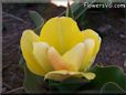 yellow tulip flower