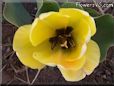 yellow bloomed tulip flower