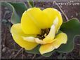 yellow bloomed tulip flower