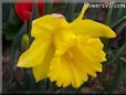 daffodil flower