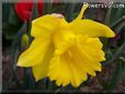 daffodil flower