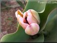 pink tulip flower