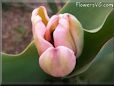 pink tulip flower